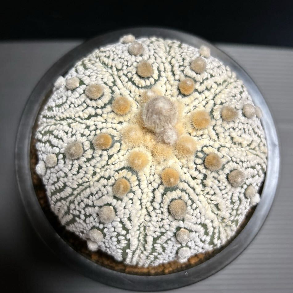 大型 特白兜　実生　9cm超　サボテン アストロフィツム 多肉植物 