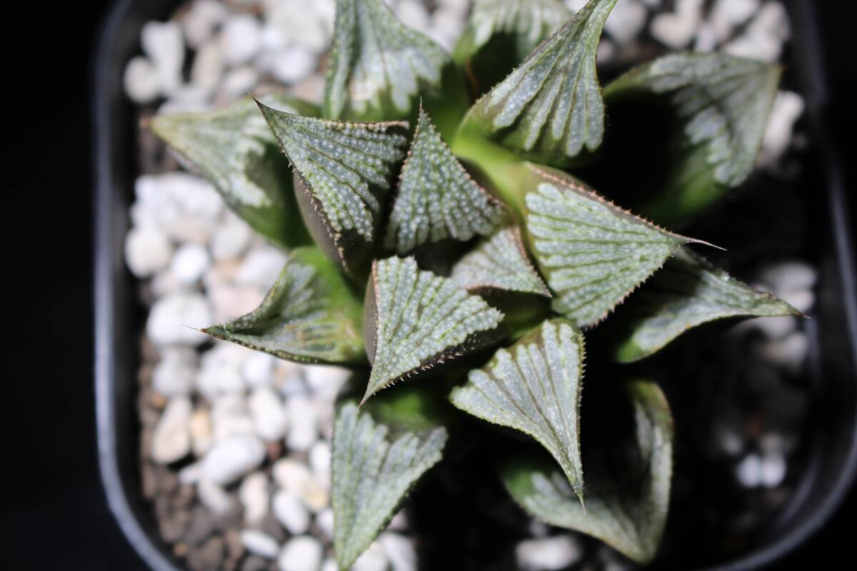  ice rain × purple type part Haworthia is oru Cheer 