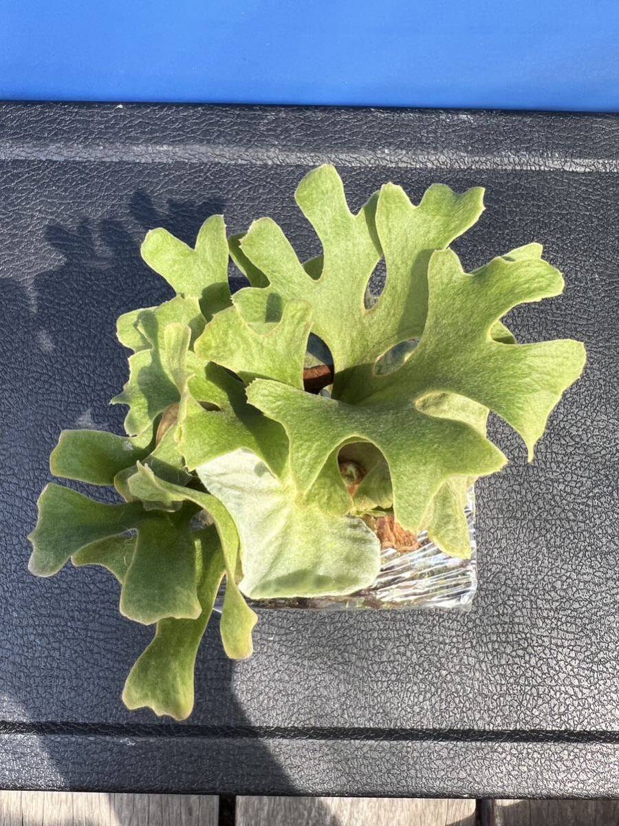 Bibian 比比昂- Platycerium ビカクシダP.ridleyi dwarf Silver Bibian 比比昂- Platycerium ビカクシダP.ridleyi dwarf Silver
