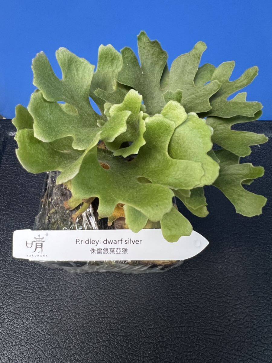 Bibian 比比昂- Platycerium ビカクシダP.ridleyi dwarf Silver Bibian 比比昂- Platycerium ビカクシダP.ridleyi dwarf Silver