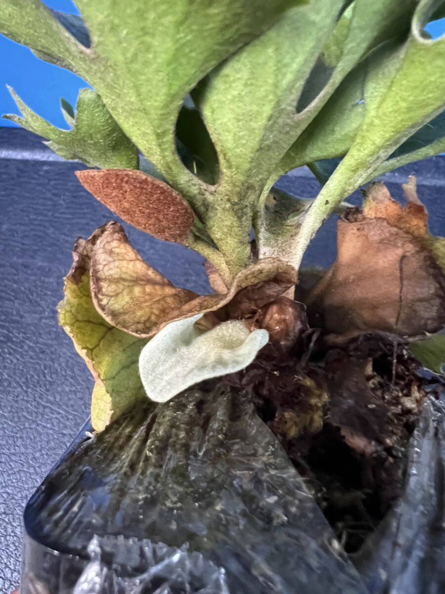 Bibian 比比昂- Platycerium ビカクシダP.ridleyi dwarf Silver Bibian 比比昂- Platycerium ビカクシダP.ridleyi dwarf Silver