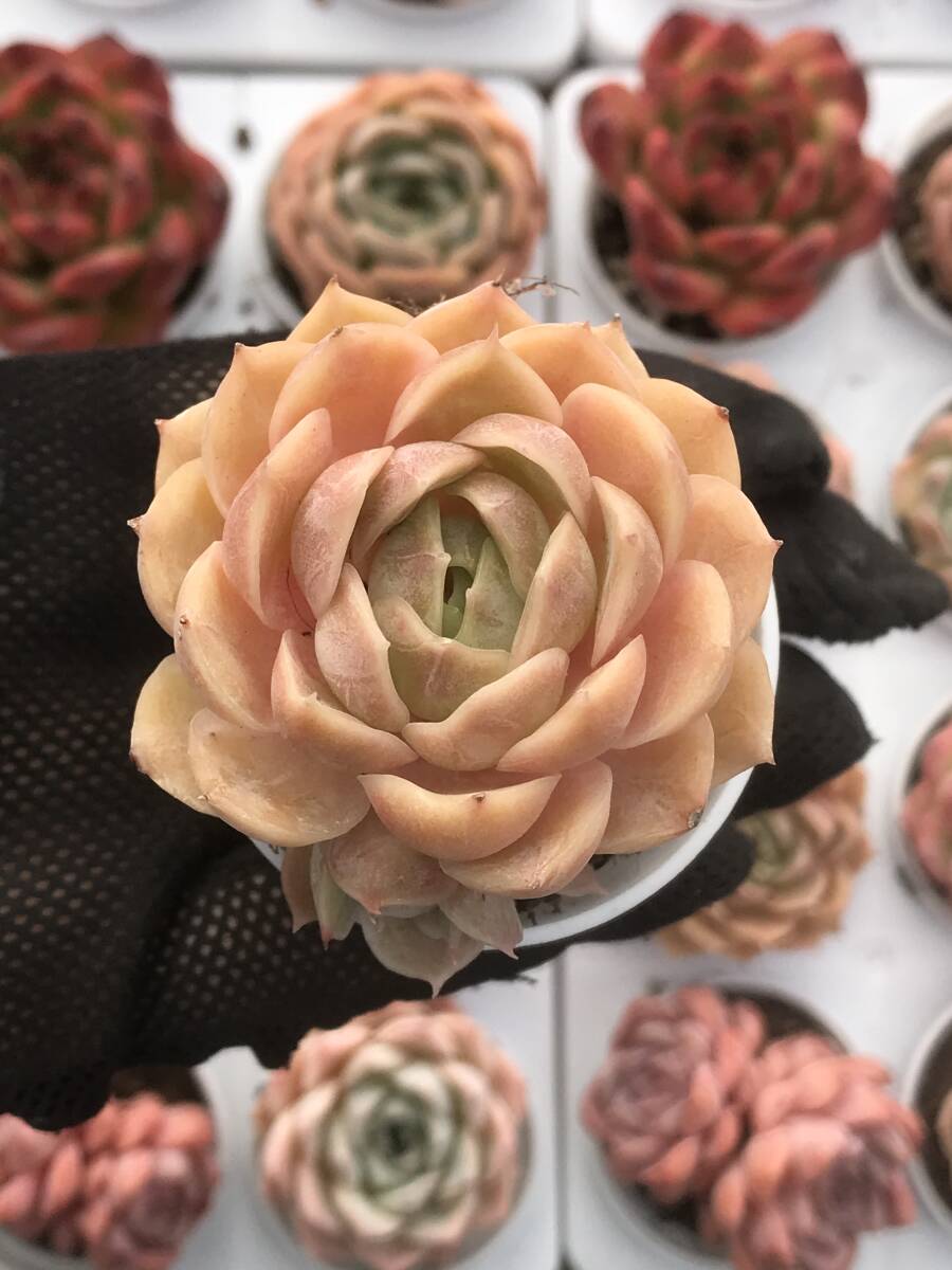 ♥️01 札落ち エケベリアsp／多肉植物 Yahoo!オークション - 8株セット C113多肉植物エケベリア8種類