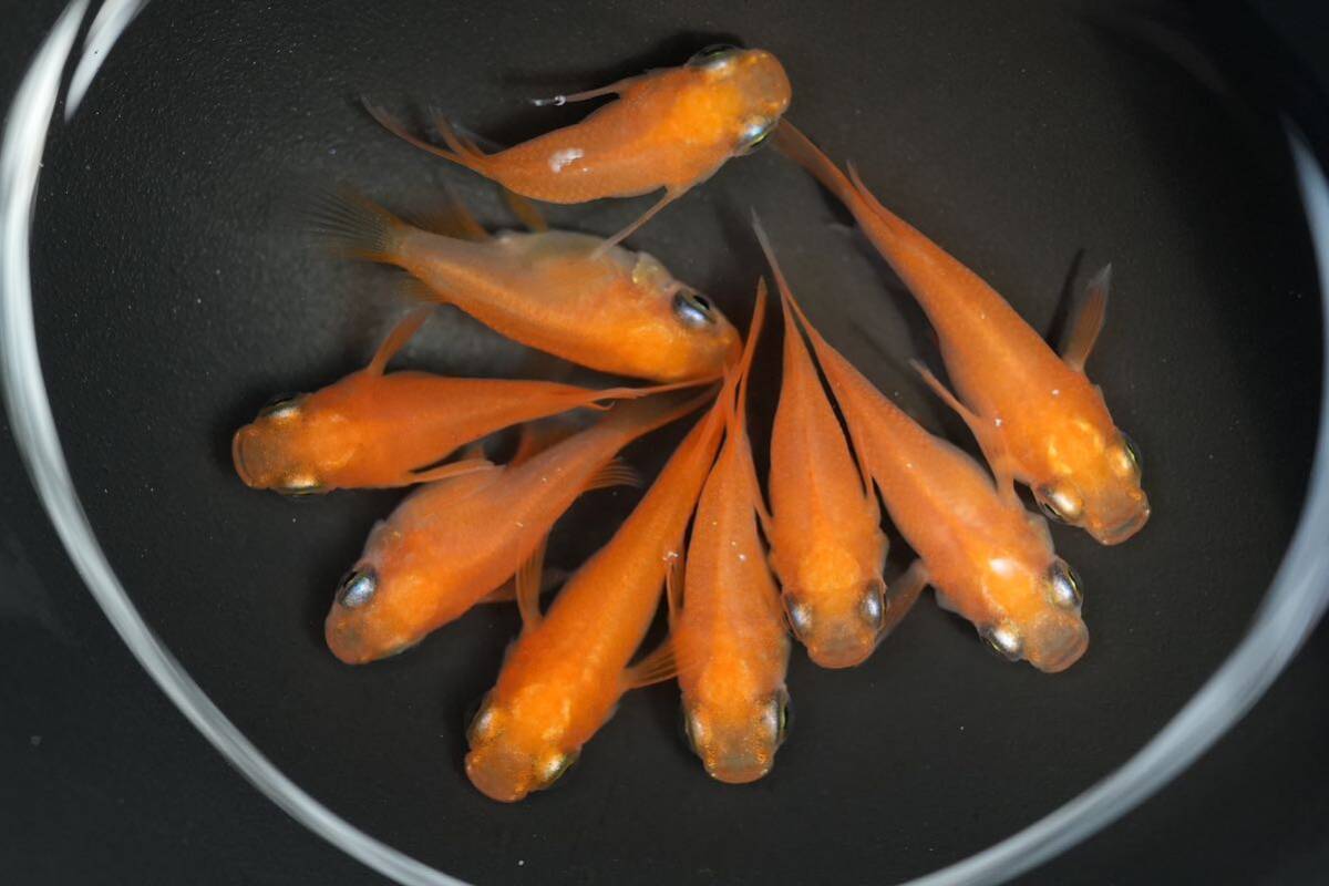 華つばさ】上物 楊貴妃ダルマ 4ペア+雄1 現物 メダカ めだか ペア(めだか)|売買されたオークション情報、Yahoo!オークション(旧ヤフオク!) の商品情報をアーカイブ公開 - オークファン(aucfan.com)