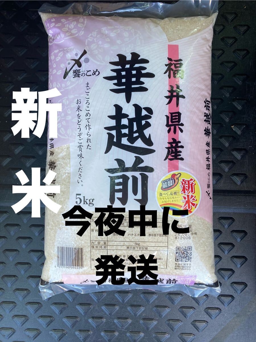 【送料無料】新米5キロ　令和6年産　8月中旬精米　　お米5キロ　華越前5kg 米　8月27日夜発送（本日分個数限定）