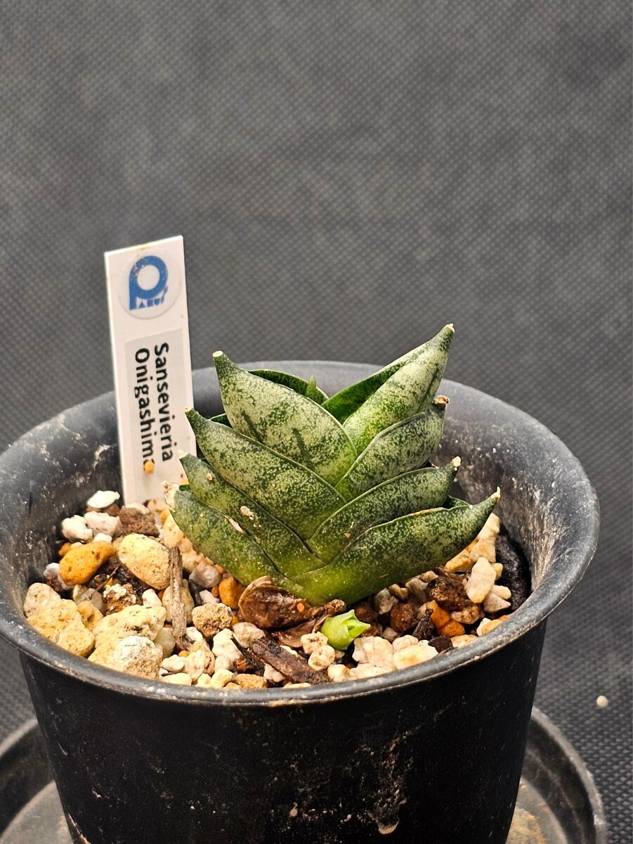 Yahoo!オークション - 新品種 矮性 サンセベリア Sansevieria Yahoo!オークション - 新品種 矮性 サンセベリア Sansevieria