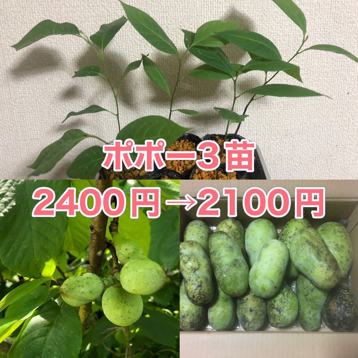 ★ポポー苗3鉢★3鉢2400円→2100円　 幻のフルーツ、カスタードアップル苗　ポーポー苗木