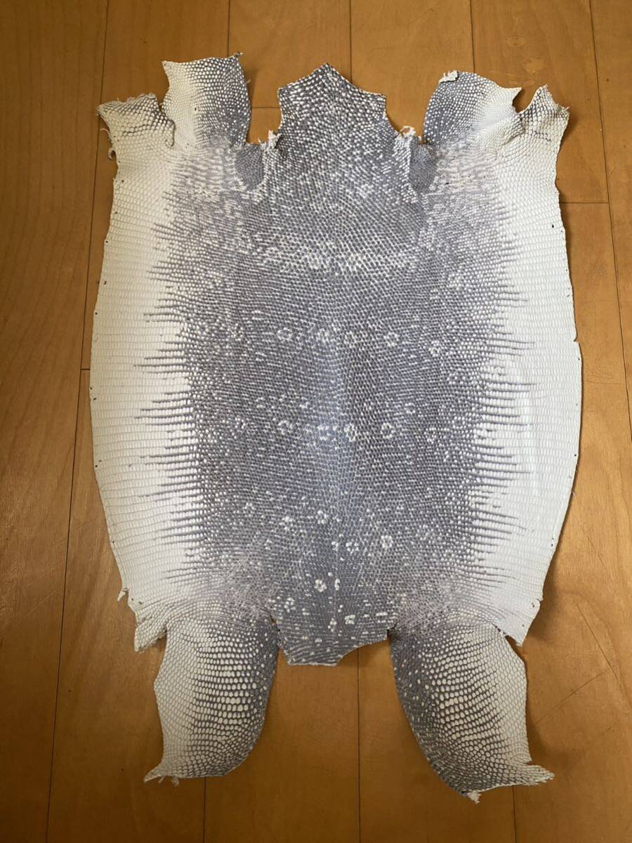 リングマークトカゲ トカゲ革 リザード ミズオオトカゲ リングマークトカゲ トカゲ革 リザード ミズオオトカゲ
