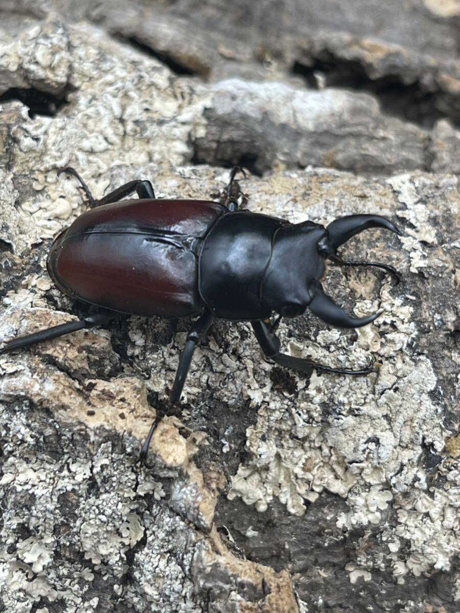 【新成虫】赤ドンキ　ドンキエル　コクワガタ　ペア　♂ ♀