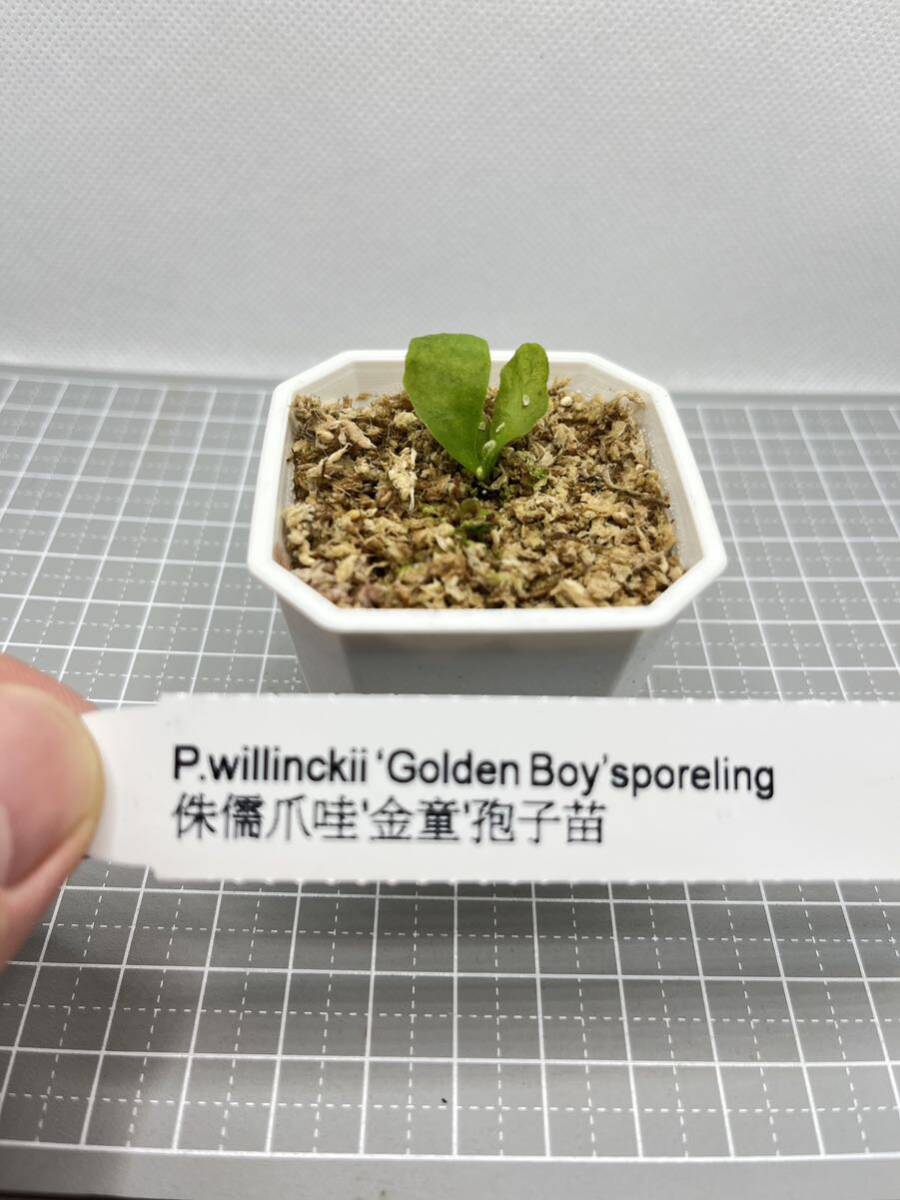 Bibian 比比昂- ビカクシダwillinckii Golden Boy sporeling 金 Bibian 比比昂- ビカクシダwillinckii Golden Boy sporeling 金