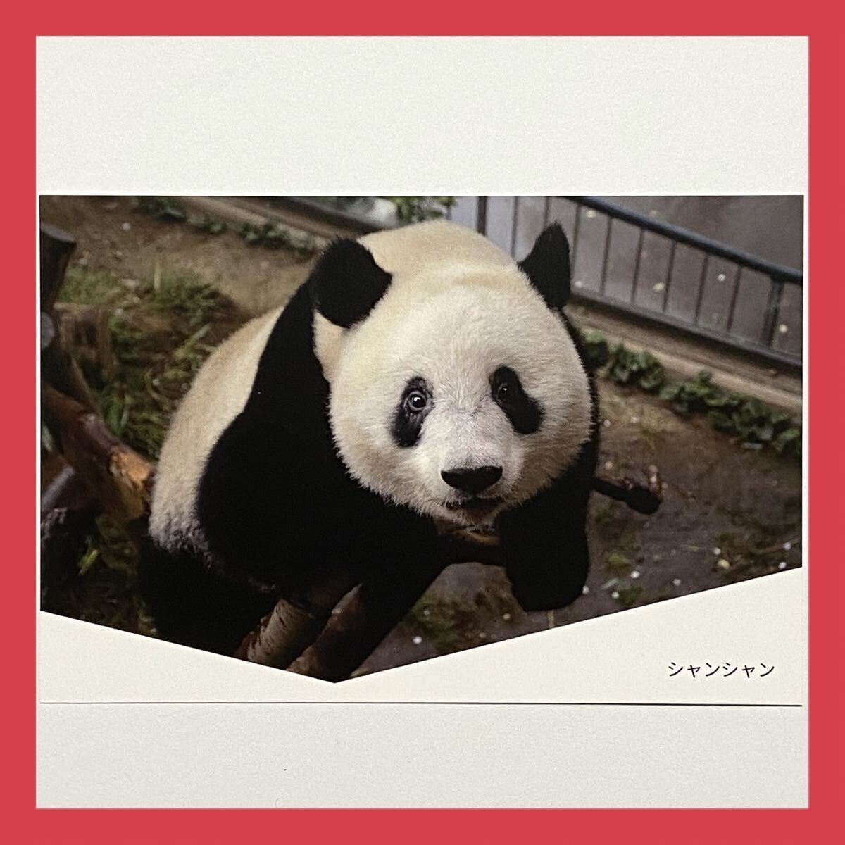 シャンシャン ポストカード 上野動物園 公式フォトグッズ 公式 シャンシャン ポストカード 上野動物園 公式フォトグッズ 公式