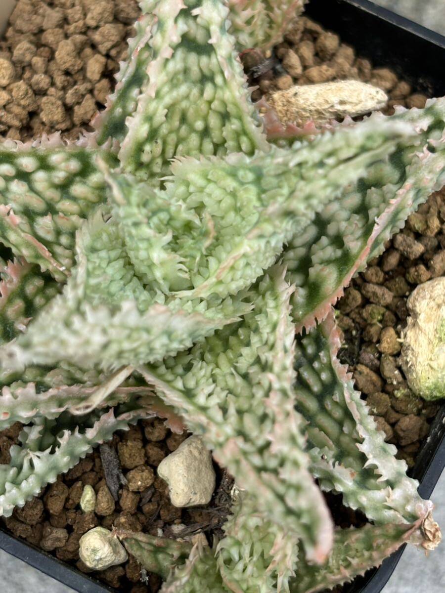 Aloe Hybrid ⑥ アロエ ハイブリッド　実生　多肉植物 