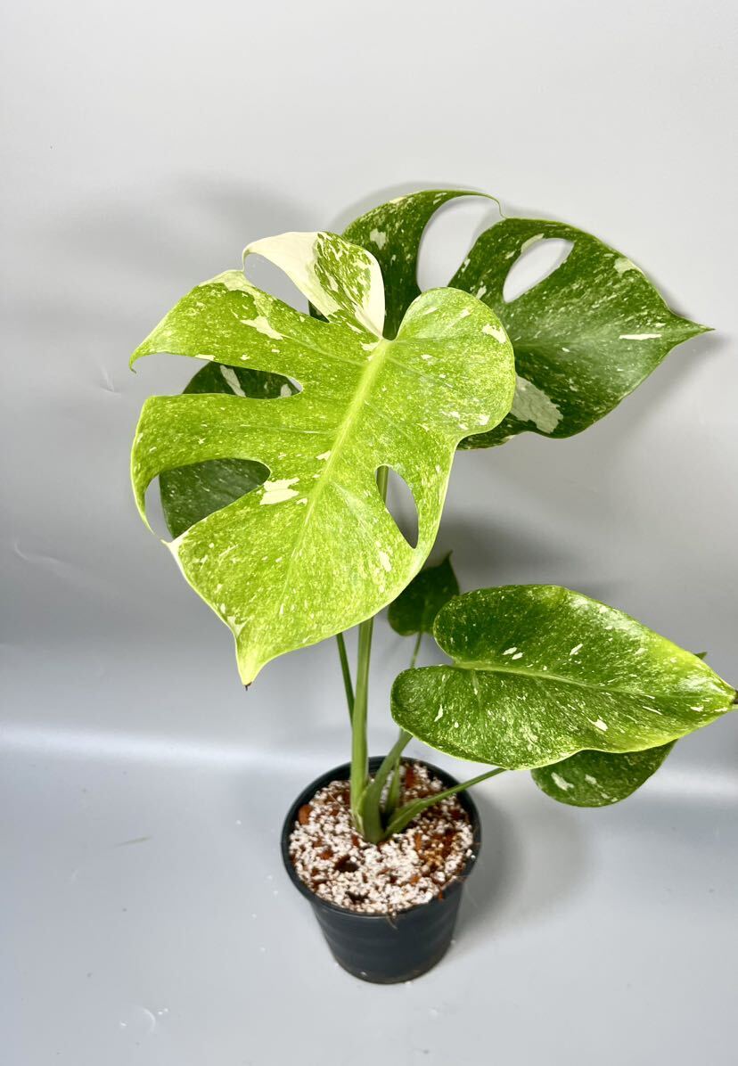 14 Monstera Thai Constellation “Platinum” モンステラ 14 Monstera Thai Constellation “Platinum” モンステラ