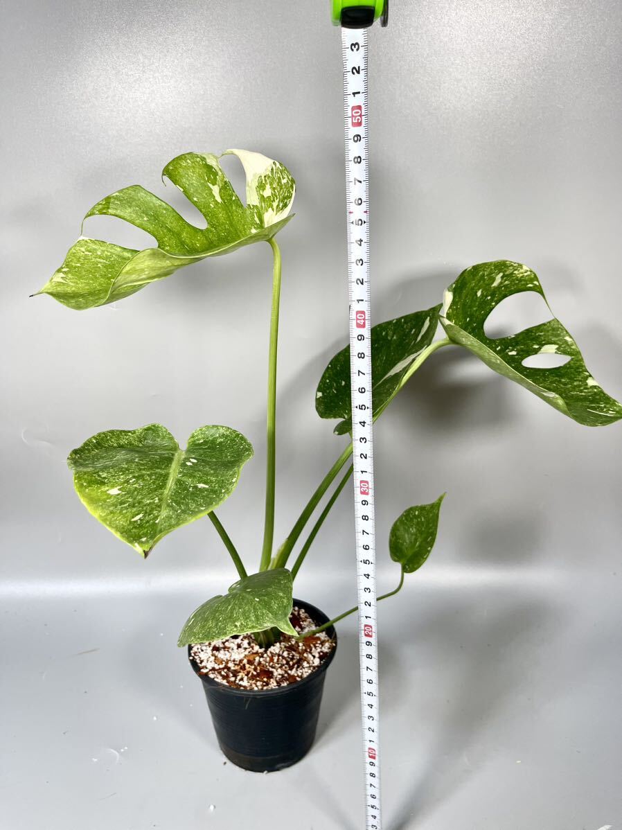 14 Monstera Thai Constellation “Platinum” モンステラ 14 Monstera Thai Constellation “Platinum” モンステラ
