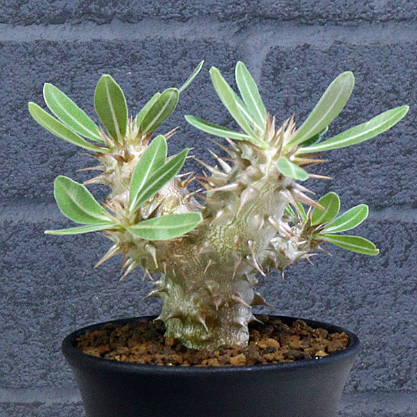 【パキポディウム】 エブレネウム 3.5号 10 PP Pachypodium eburneum (ロスラーツム 塊根植物 caudex コーデックス)