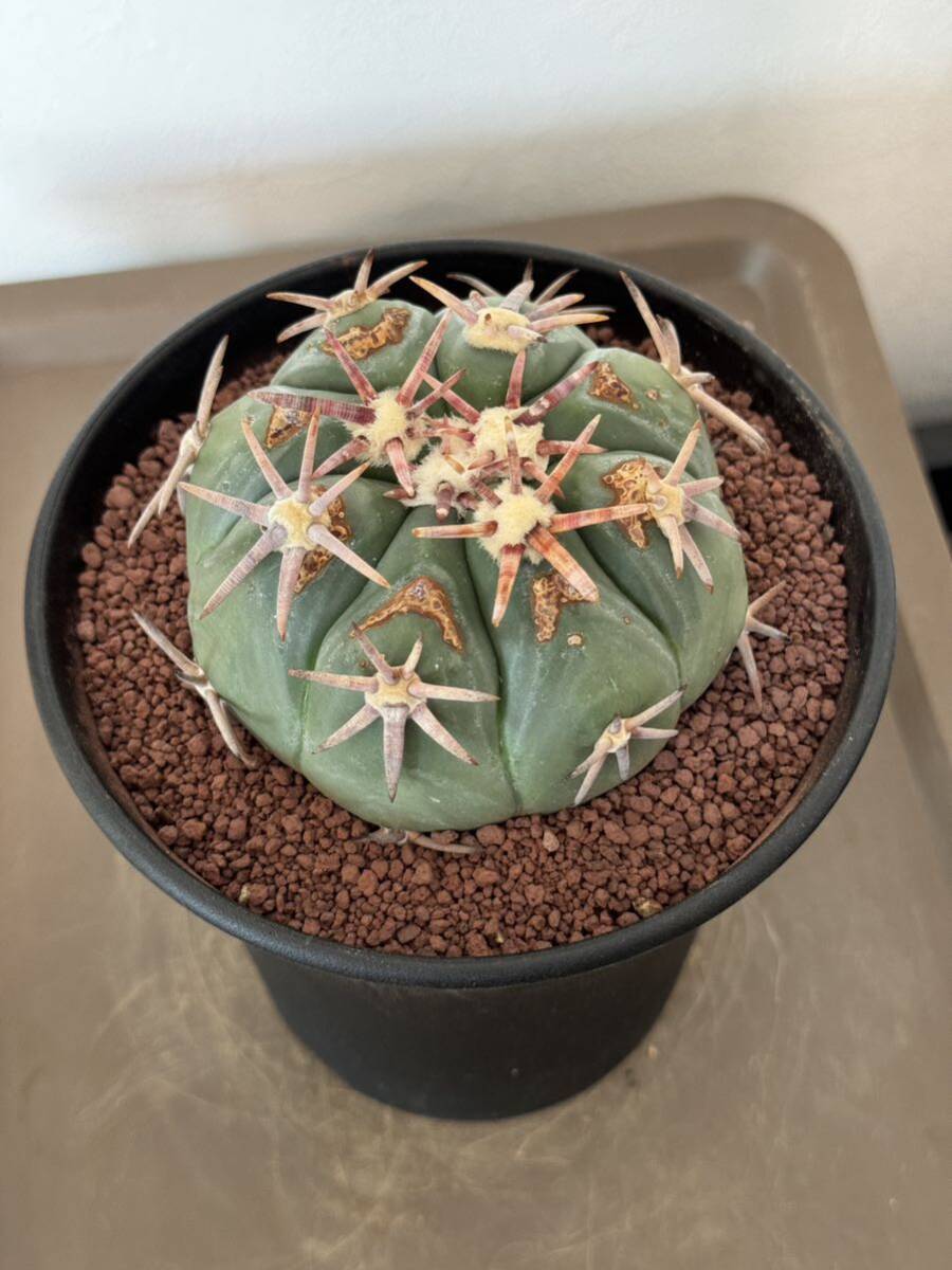 エキノカクタス 強刺 翠平丸 サボテン 多肉植物 キズ有 