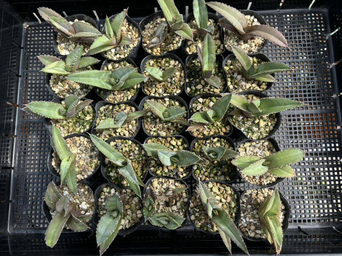 実生アガベ オテロイ 種子メキシコ産 oteroi seeding 多肉植物 実生アガベ オテロイ 種子メキシコ産 oteroi seeding 多肉植物