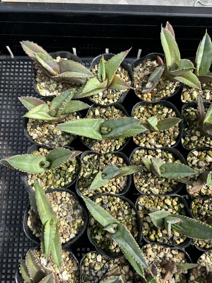 実生アガベ オテロイ 種子メキシコ産 oteroi seeding 多肉植物 実生アガベ オテロイ 種子メキシコ産 oteroi seeding 多肉植物
