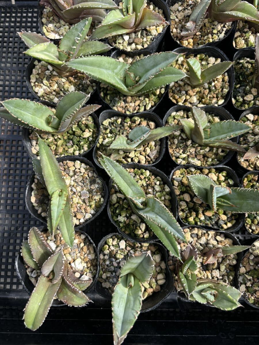 実生アガベ オテロイ 種子メキシコ産 oteroi seeding 多肉植物 実生アガベ オテロイ 種子メキシコ産 oteroi seeding 多肉植物
