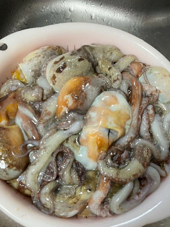 明石タコ　1.5kg 鬼締め　冷凍　　船タコ　蛸 マダコ　たこ焼きはもちろん刺身や煮物やバーベキューなどに