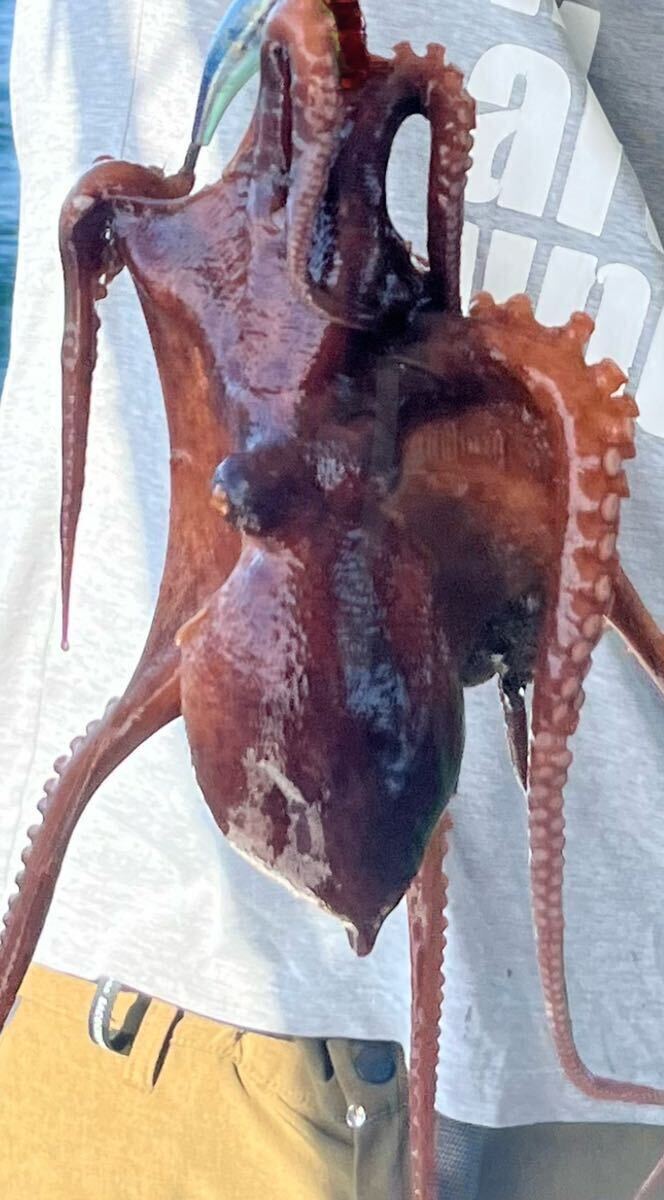 明石タコ　1.8kg 鬼締め　冷凍　　船タコ　蛸 マダコ　たこ焼きはもちろん刺身や煮物やバーベキューなどに