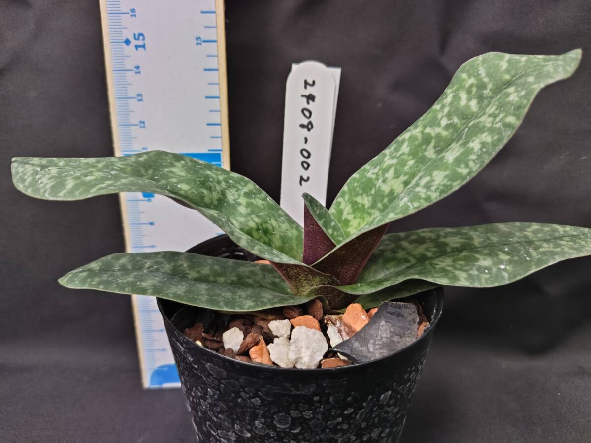 洋蘭 原種 パフィオペディルム Paph.bellatulum x sib `Suigen 洋蘭 原種 パフィオペディルム Paph.bellatulum x sib `Suigen
