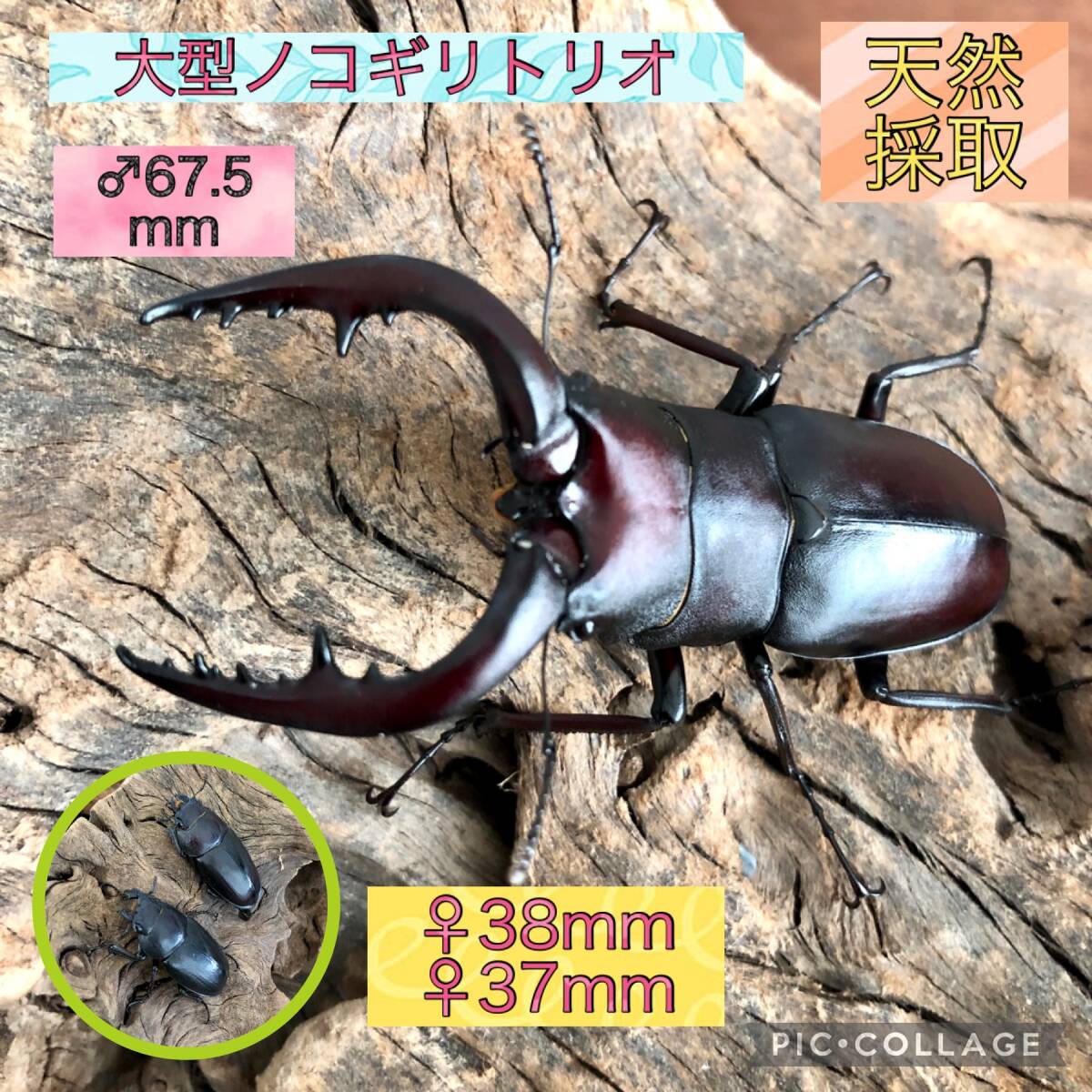 天然採集◇美個体★大型ブリード用3頭セット★大型サイズノコギリクワガタトリオ ♂約67.5mm ♀約38mm♀約37mm2頭