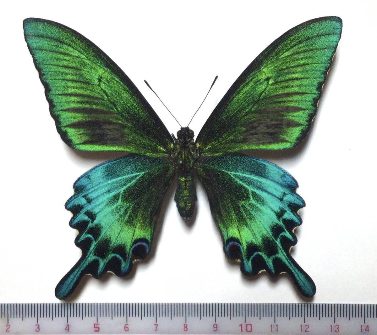 i-img1200x1064-