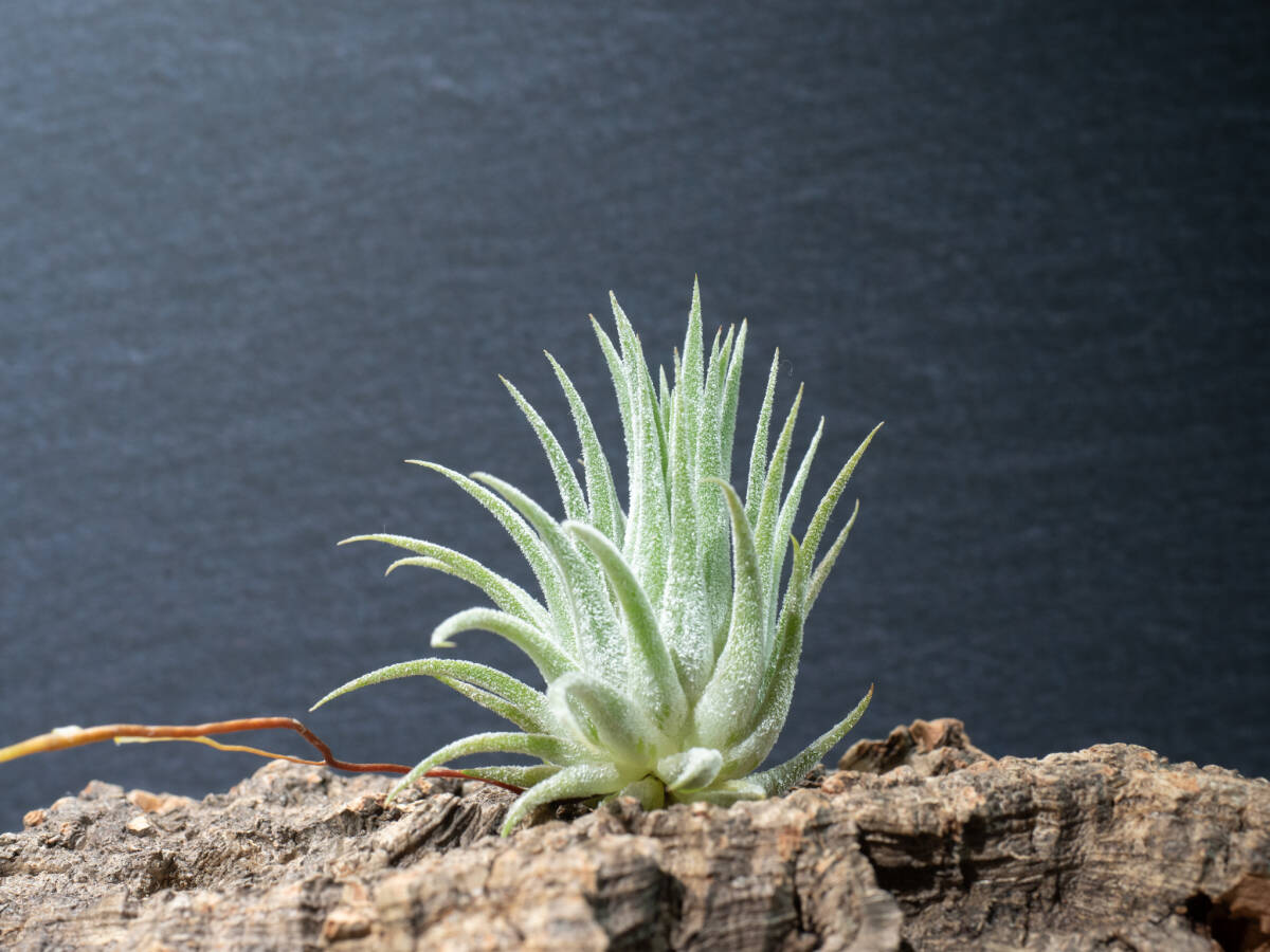 Tillandsia ionantha 'Hawaiian Lavender' ティランジア イオナンタ ハワイアンラベンダー エアプランツ チランジア①