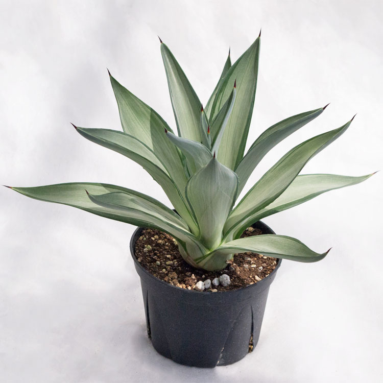 現品】ピスタチア 10号 オージープランツ 9E番 観葉植物 現品】ピスタチア 10号 オージープランツ 9E番 観葉植物