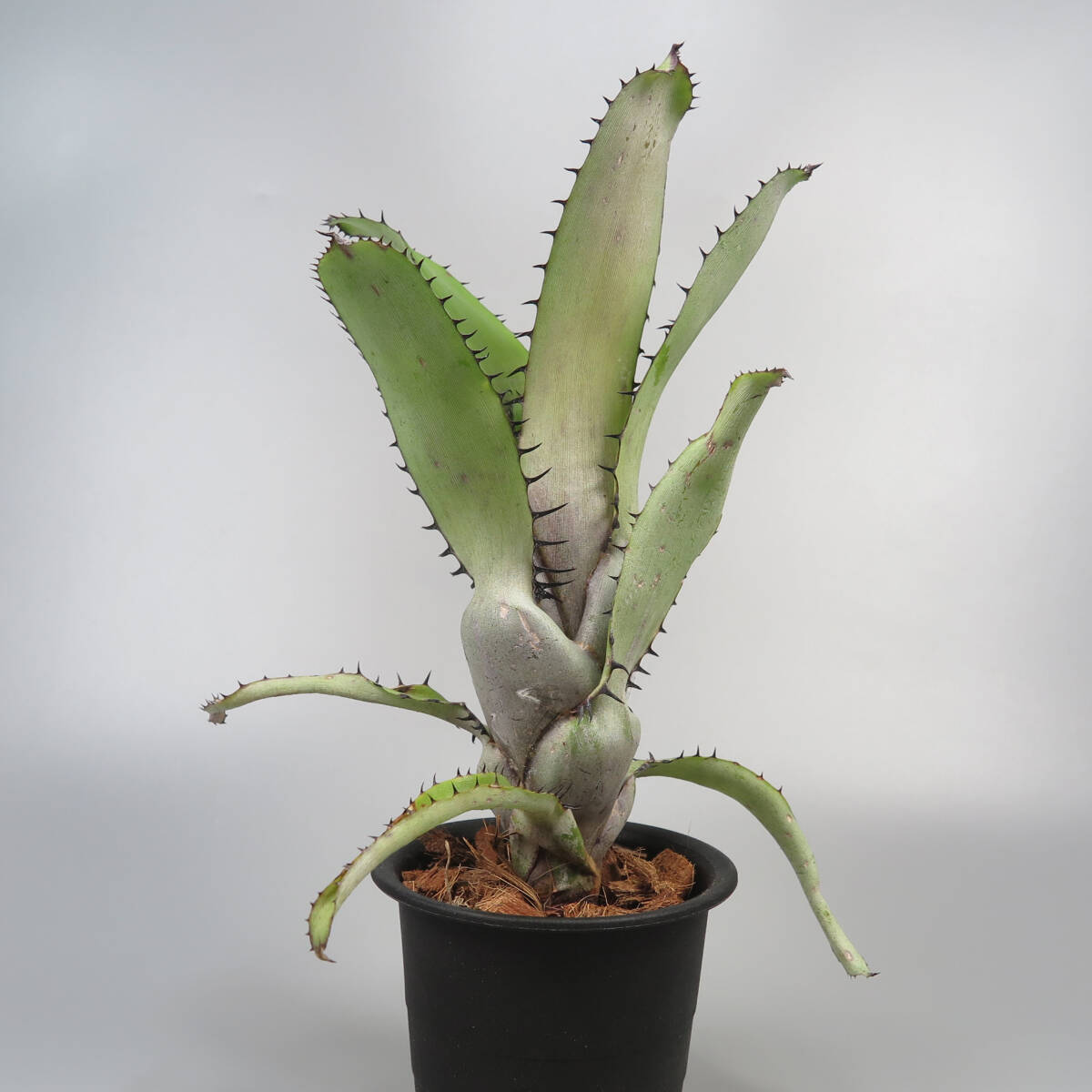 Yahoo!オークション - エクメア Aechmea setigera Silver Special form