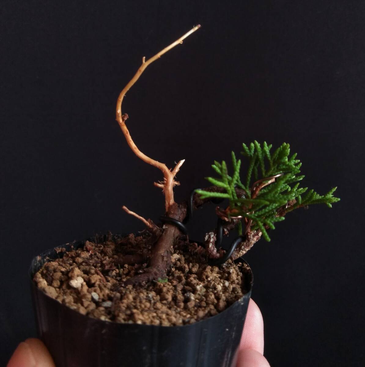盆栽 真柏 樹高 約19cm しんぱく Juniperus chinensis シンパク 盆栽 真柏 樹高 約19cm しんぱく Juniperus chinensis シンパク
