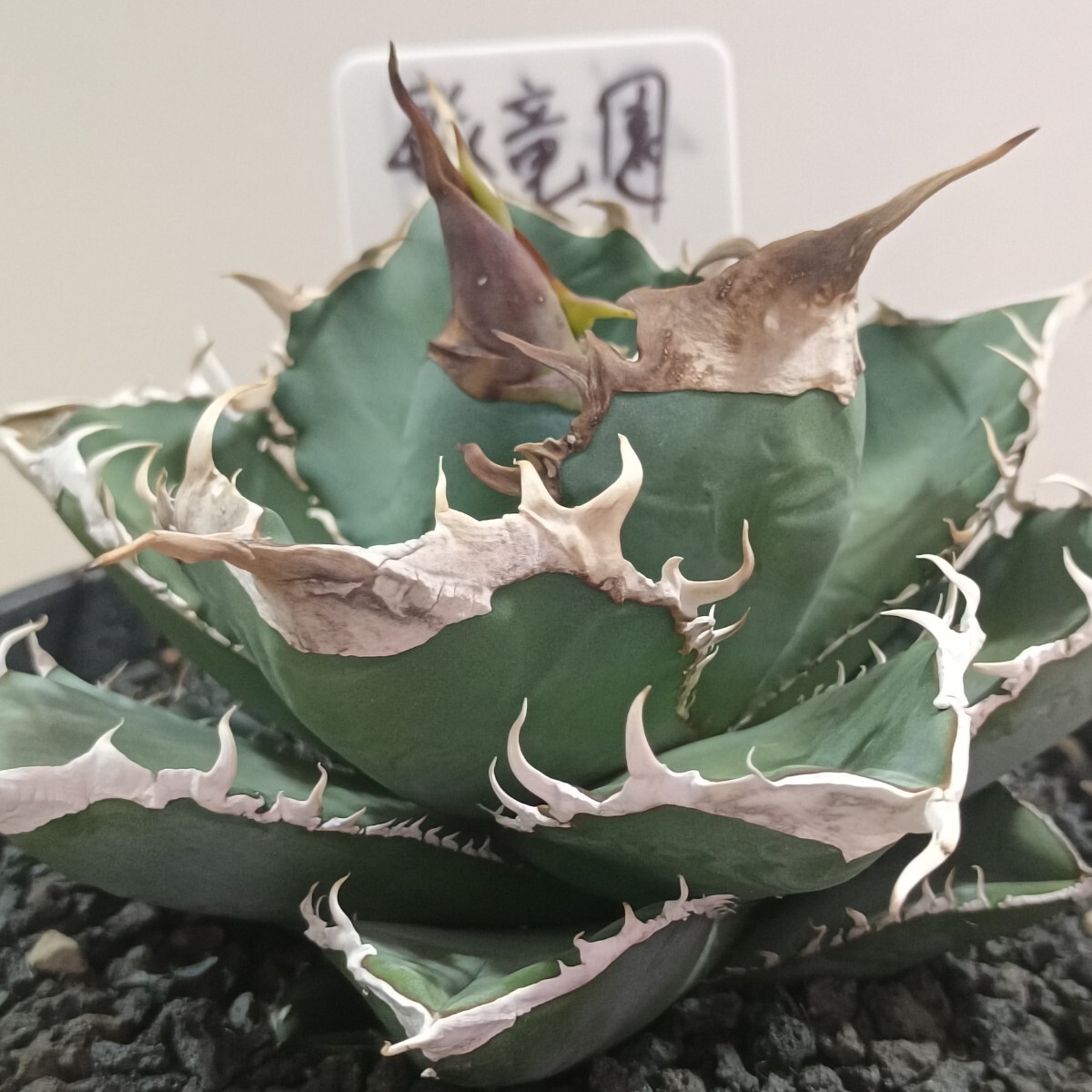 飛竜園 NO:143 特選 アガベ チタノタ 001 Green Ghost 極上 子株 飛竜園 NO:143 特選 アガベ チタノタ 001 Green Ghost 極上 子株