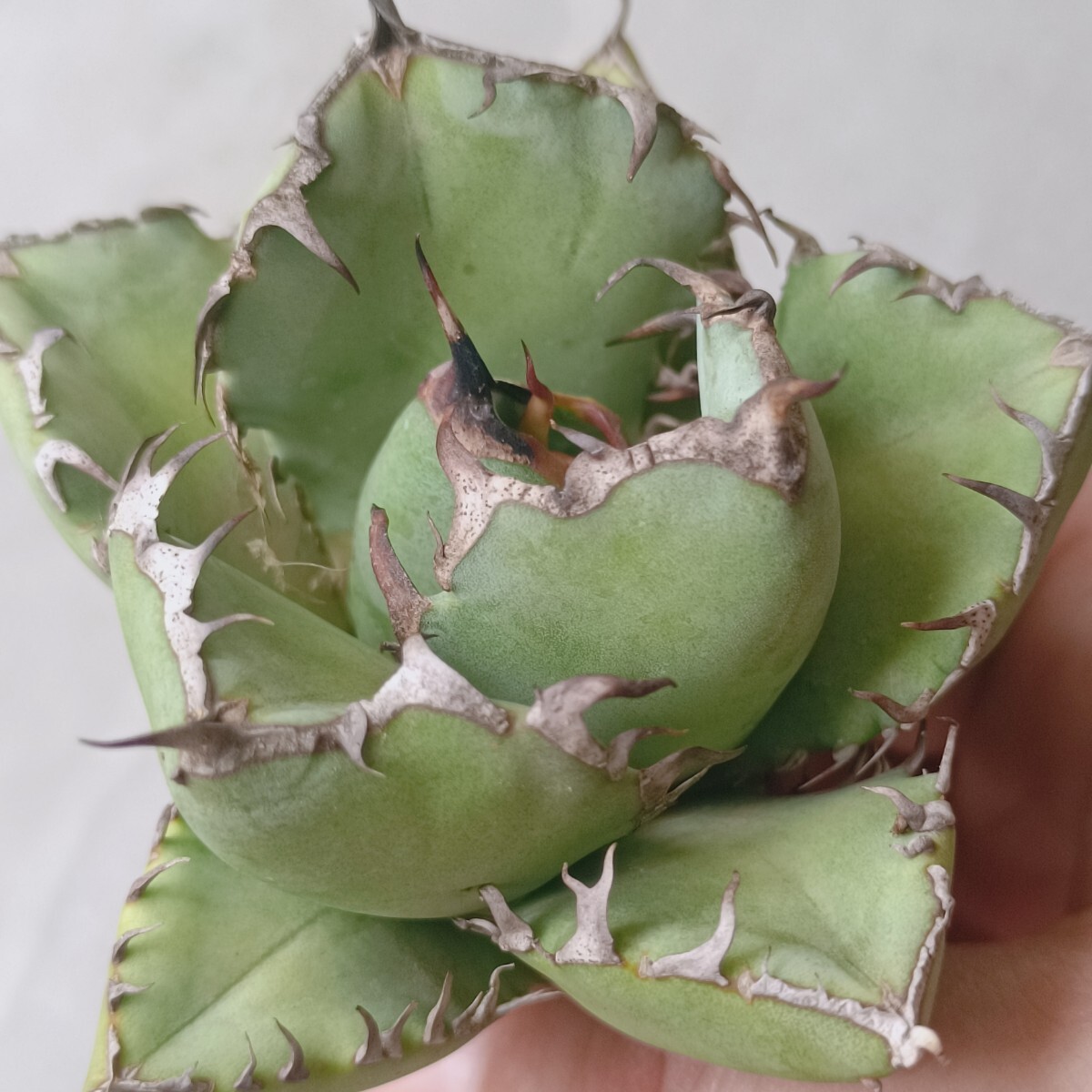 AGAVE TITANOTA】 アガベ チタノタ 肉厚ワイドリーフ アガベ AGAVE TITANOTA】 アガベ チタノタ 肉厚ワイドリーフ アガベ