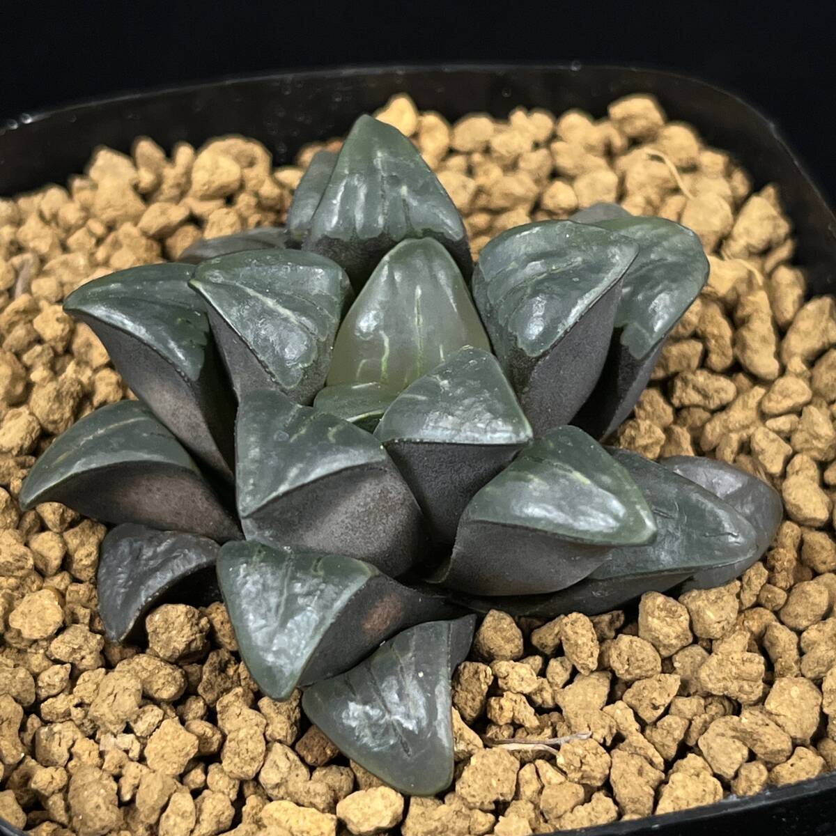 《PW》ハオルチア“H.chromutica GM685 CL-1” 多肉植物