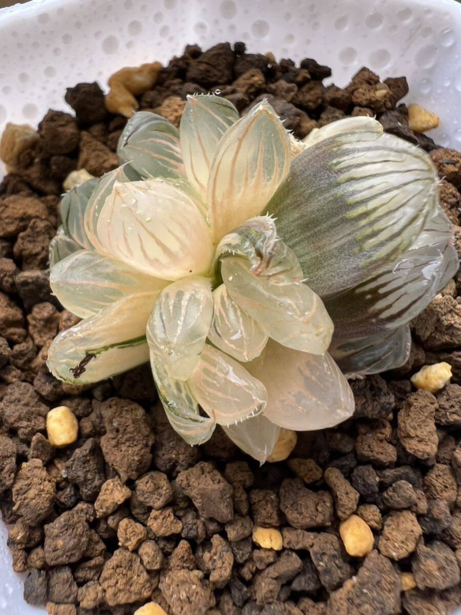 多肉植物 ハオルチア オブツーサ錦 ブラックオブツーサ錦 オブツーサ交配錦 竜爪X瑰金 群生