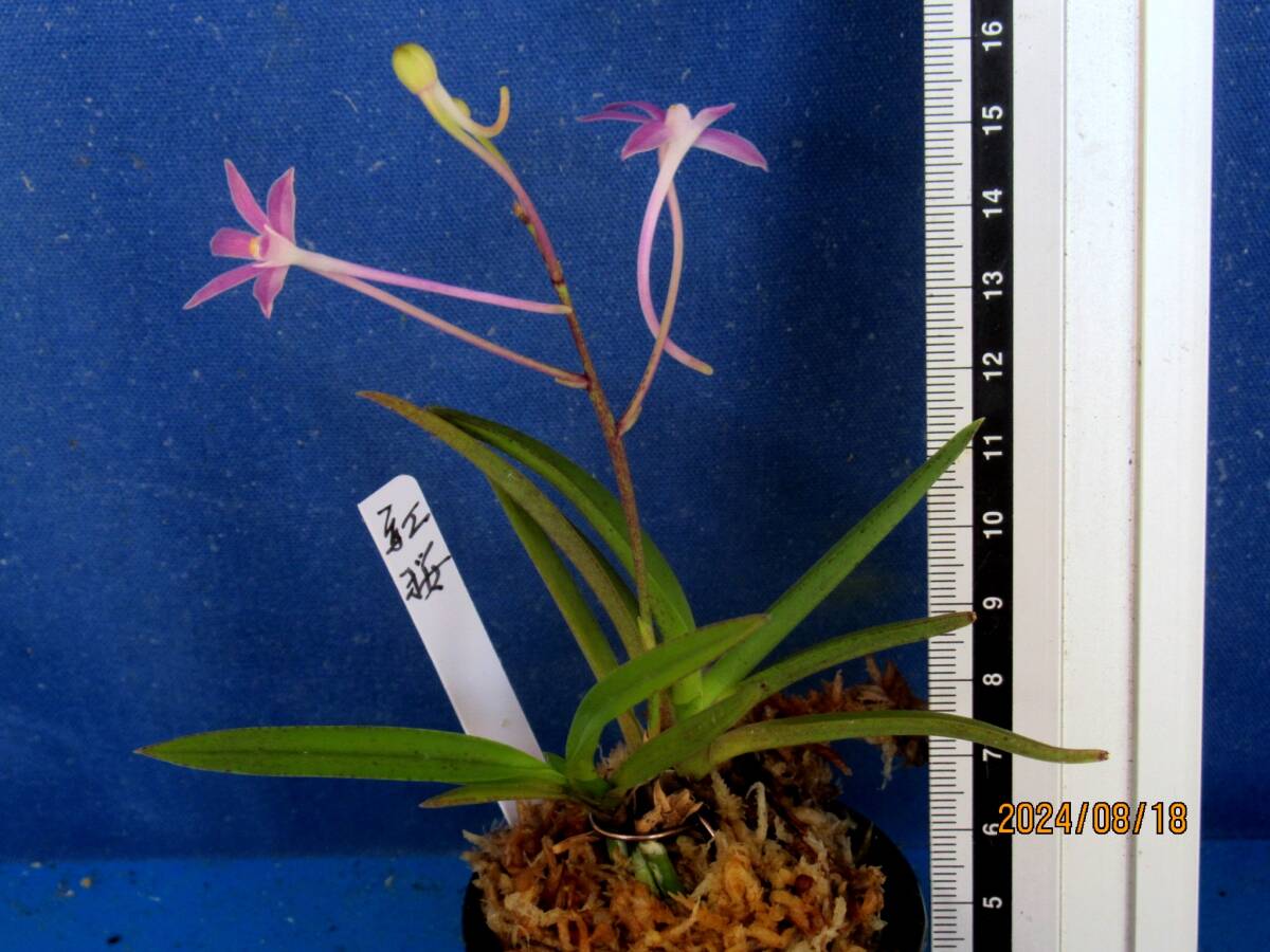富貴蘭 濃姫(黄蝶)10本株立ち RJ;富貴蘭、長生蘭【富貴蘭=紅桜の開花株;現品限り】 ※東洋蘭