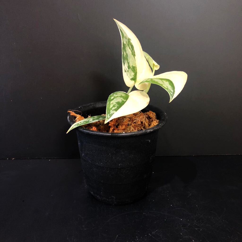 【eba plants】8/25-15 Scindapsus Mayari/ スキンダプサス　マヤリ