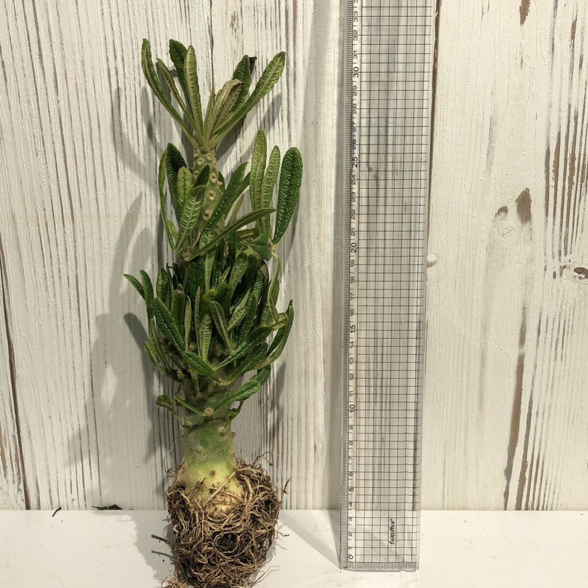 No.9 大株 ドルステニア　ギガス/Dorstenia gigas ベアルート苗《eba Plants》