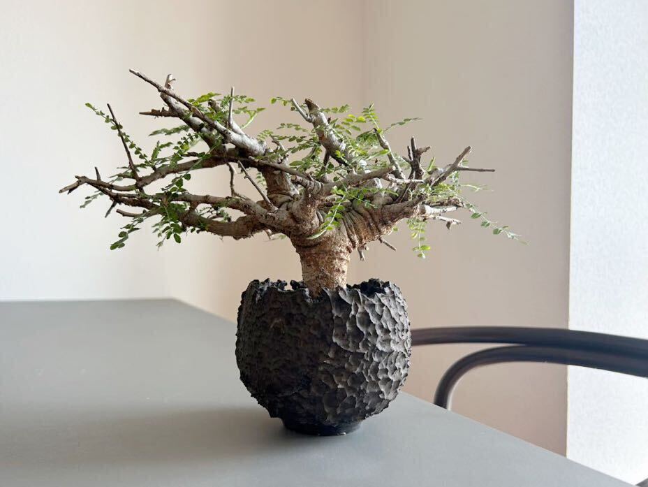 raw life factory 鬼嫁 + Boswellia neglecta ボスウェリア ネグレクタ 発根済