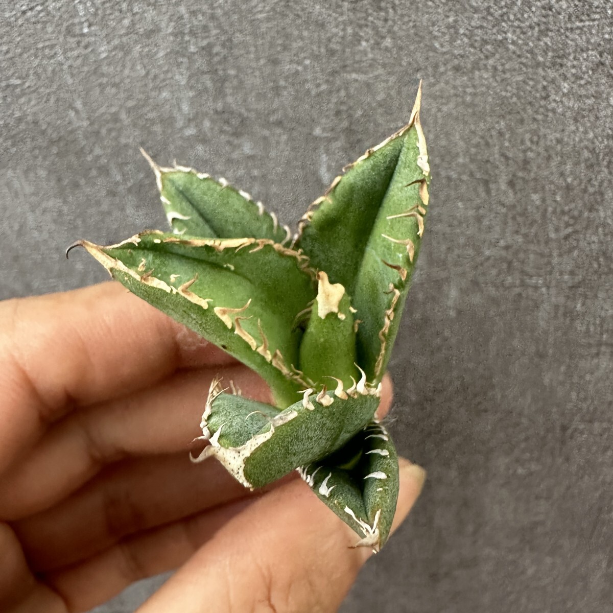 多肉植物 アガベ チタノタ 鰐亀 胴切子株(鰐亀の値段と価格推移 多肉植物 アガベ チタノタ 鰐亀 胴切子株(鰐亀の値段と価格推移