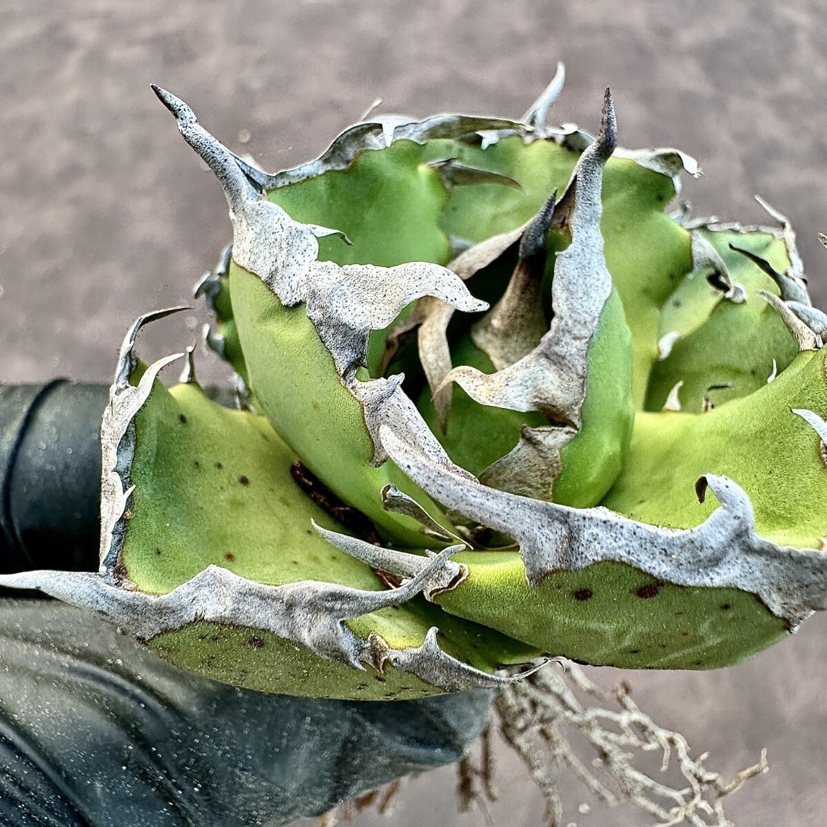 Lj_plants W555 激レア 多肉植物 アガベ チタノタ 綠鯨 極上強棘 Lj_plants W555 激レア 多肉植物 アガベ チタノタ 綠鯨 極上強棘
