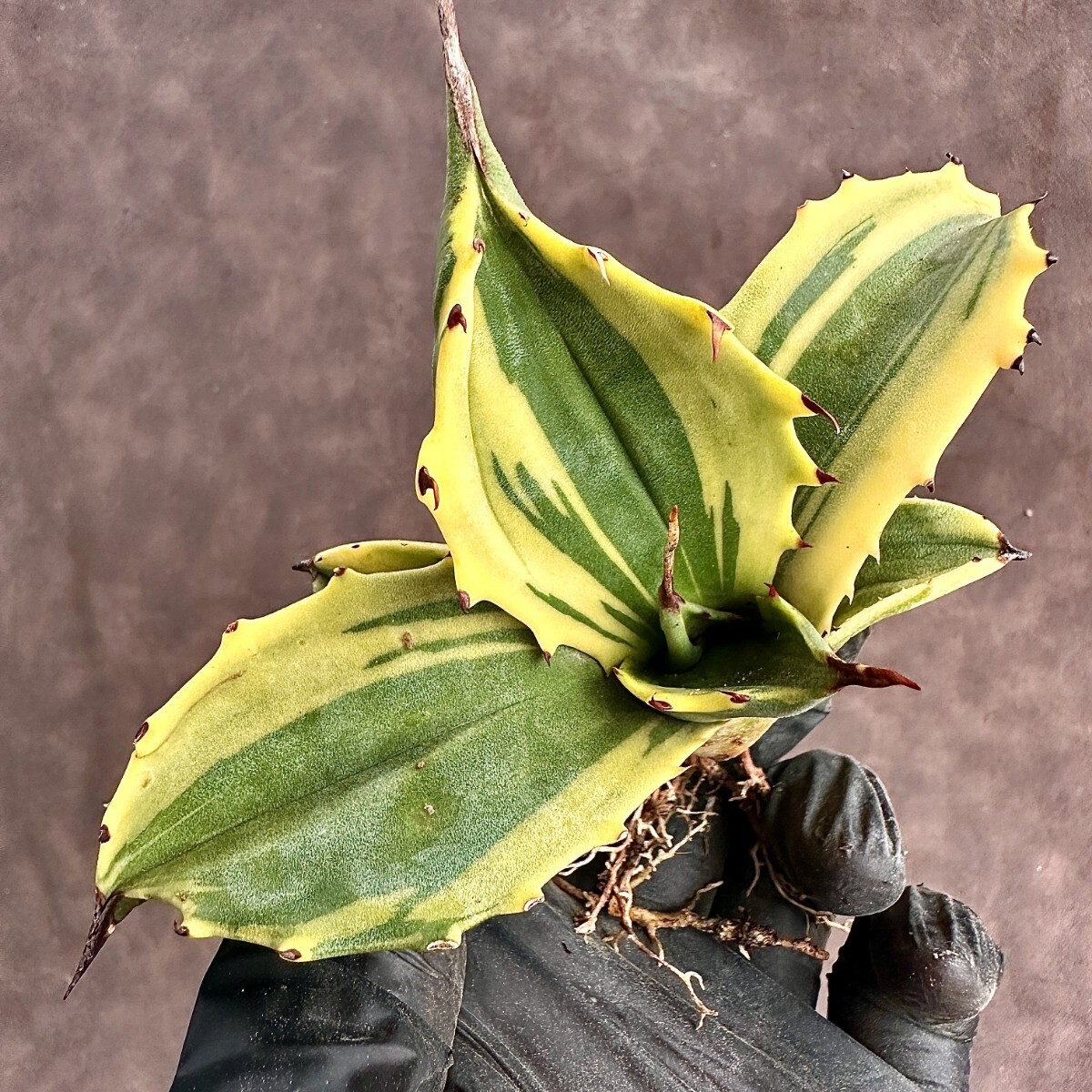 【Lj_plants】W112多肉植物アガベ フェロックス錦 鮮明錦 極上錦 黄覆輪 極美極上株 