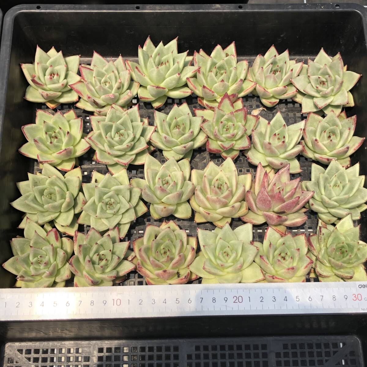 エケベリア24個　0903-D026　エボニー　多肉植物　カット苗　寄植え　出荷日9/6　※0827D.Kシーリズの商品と同梱ができません。