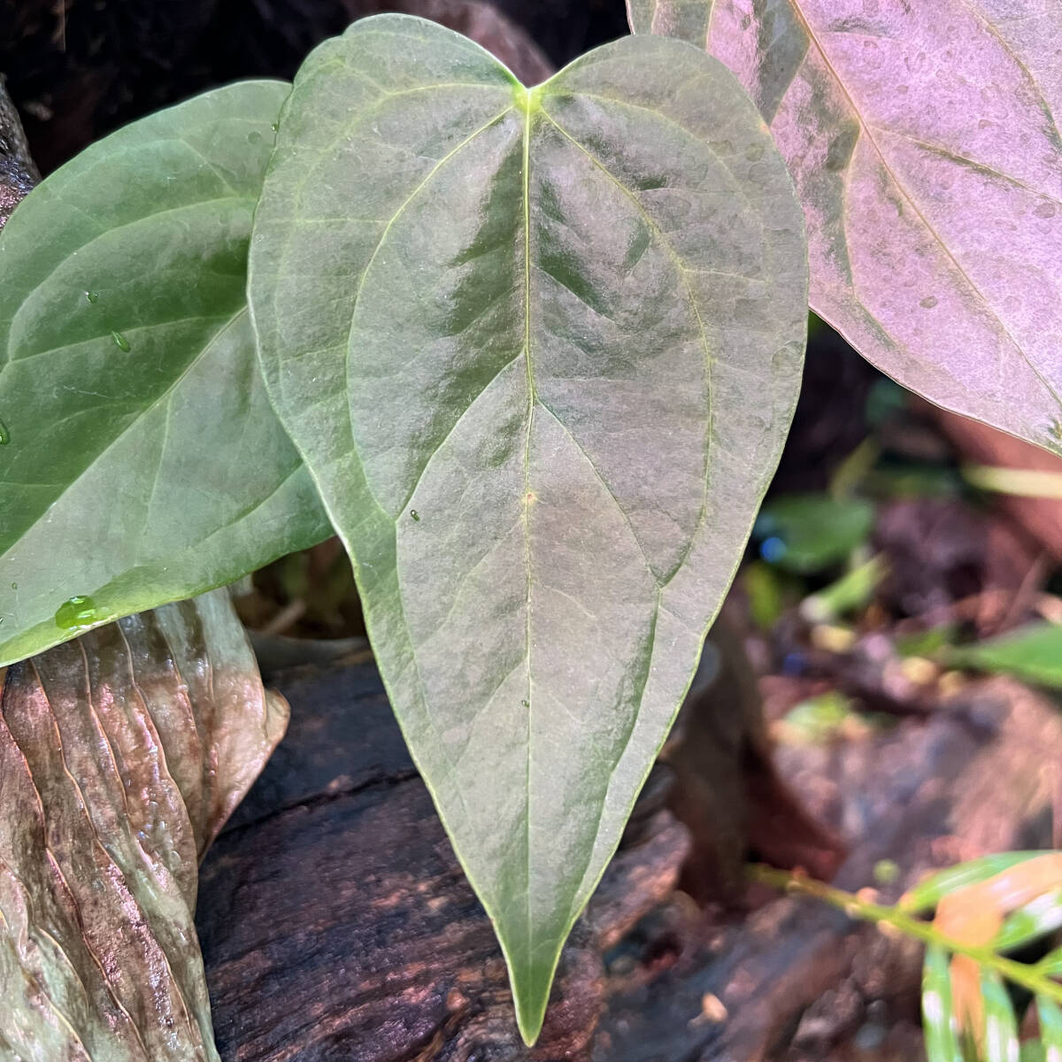 Yahoo!オークション - 超激レア Anthurium Queen of Hearts Yahoo!オークション - 超激レア Anthurium Queen of Hearts