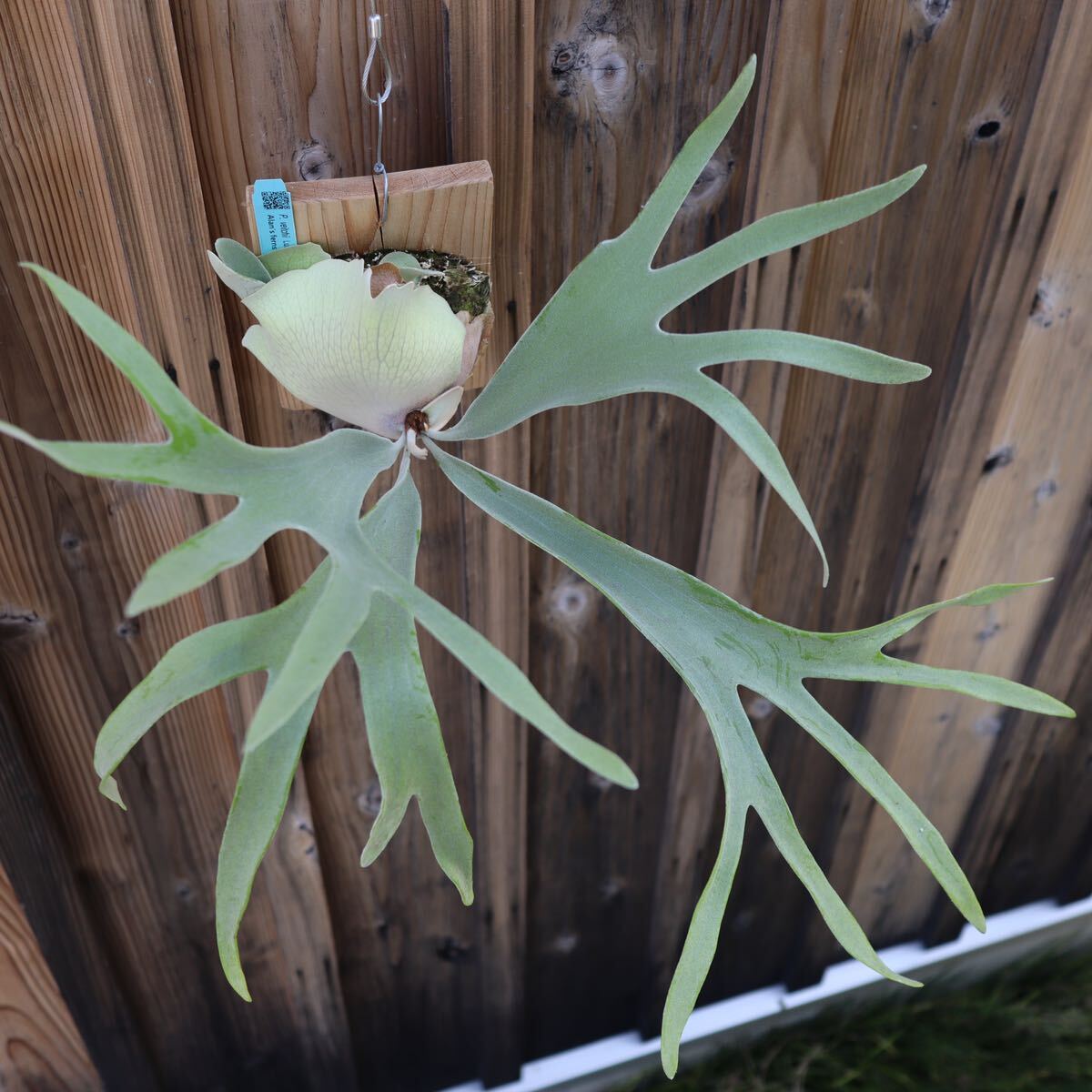 Bibian 比比昂- P. veitchii 'Lumina White(萬銀)' ベイチー Bibian 比比昂- P. veitchii 'Lumina White(萬銀)' ベイチー