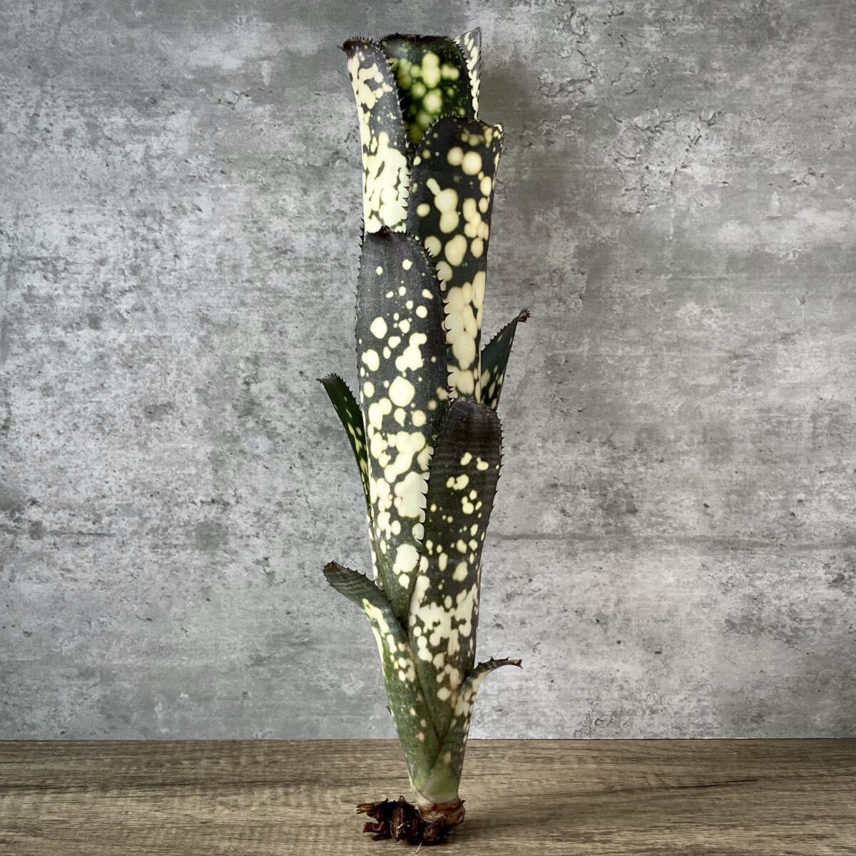 Billbergia 'MERRIE MONARCH' ビルベルギア・メリー モナーク Billbergia 'MERRIE MONARCH' ビルベルギア・メリー モナーク