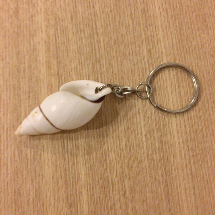 * shell shell key holder * sea SEA