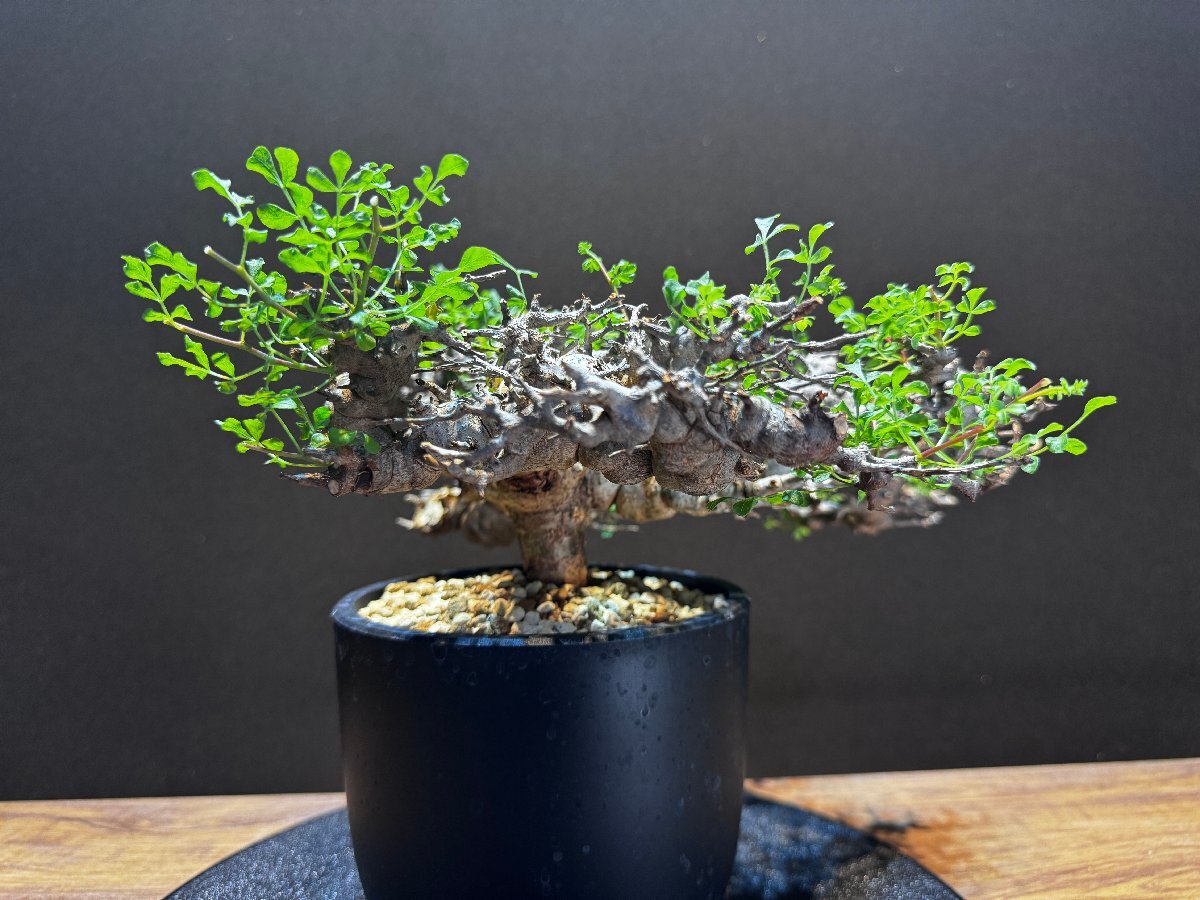 Bibian 比比昂- 発根済株② Commiphora sp Eyl コミフォラ Bibian 比比昂- 発根済株② Commiphora sp Eyl コミフォラ