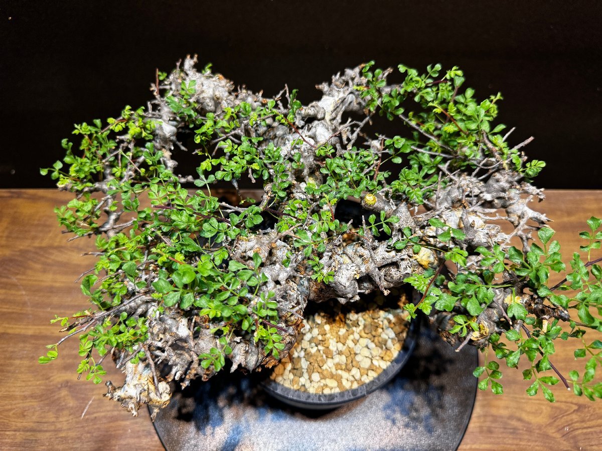 Bibian 比比昂- 発根済株② Commiphora sp Eyl コミフォラ Bibian 比比昂- 発根済株② Commiphora sp Eyl コミフォラ