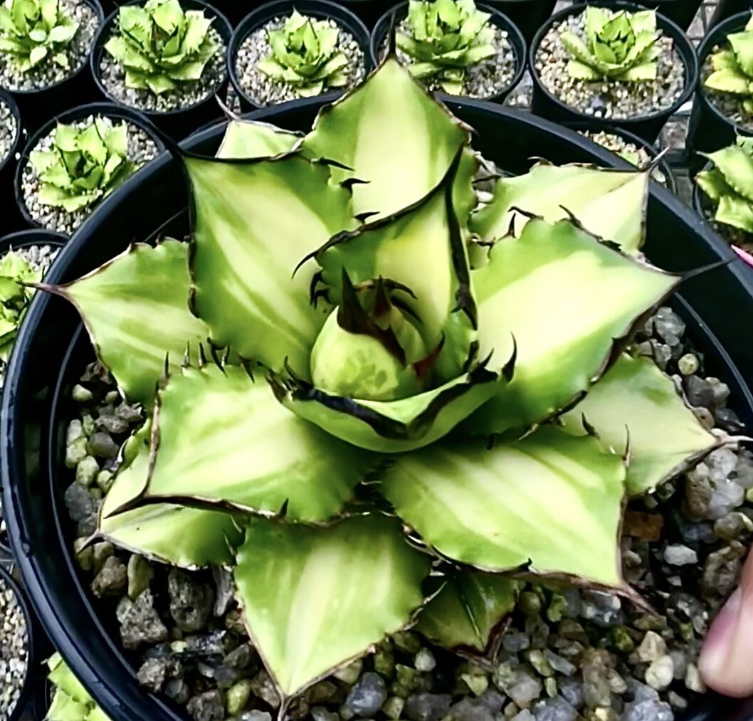 Yahoo!オークション - 【Lj_plants】W406 アガベ チタノタ 宝珠 Yahoo!オークション - 【Lj_plants】W406 アガベ チタノタ 宝珠